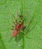 Nigma sp.
